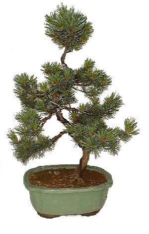 Бонсай Сосна (Pinus)